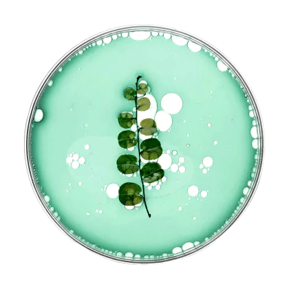 leaf petri dish vector natural essential oil product
